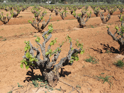 Watunga Road Vineyard, Barossa Valley, South Australia, Australia